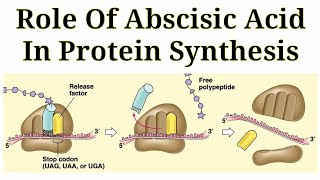 Role Of Abscisic Acid In Protein Synthesis  Lec 68  Plant Physiology [upl. by Hilaria147]