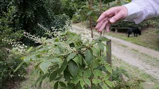 Growing Clethra  Burncoose Nurseries [upl. by Borgeson]