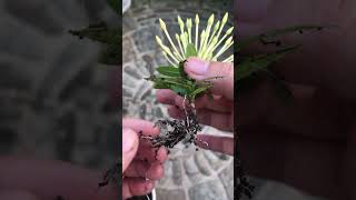 Breakthrough creativity when propagating the flower plant Ixora Coccinea [upl. by Glogau]