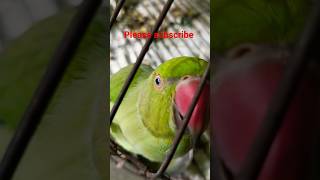 Ringneck parrot talking🦜🙏shorts viralvideo funnyParrotX2Fantasticparrot ParroTube [upl. by Sigfrid918]