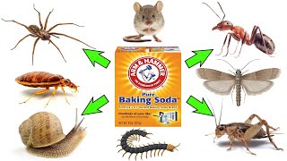 How to Use Baking Soda to Get Rid of Pests COCKROACHES FLEAS ANTS MOTHS MICERATS SPIDERS etc [upl. by Kathlene941]