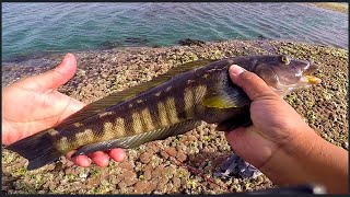 PESCA DE MEROS Y PEZ TURCO  PARTE NRO 1  ISLA ESCONDIDA  PATAGONIA ARGENTINA [upl. by Eenafit]