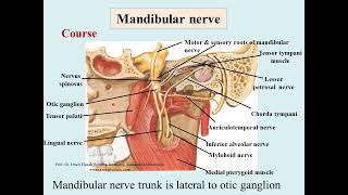 Anatomy of mandibular nerve [upl. by Sakhuja607]