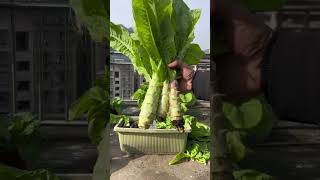 Lettuce planting on the rooftop lettuce rurallife garden gardening vegetables agriculture [upl. by Lertnahs]