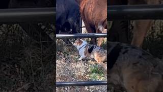 Corgi herding cattle [upl. by Nyllij]