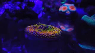 rainbow montipora [upl. by Sagerman]