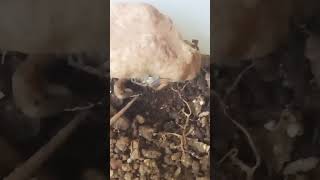 I found a baby scorpion in my house what should I feed it [upl. by Norma449]