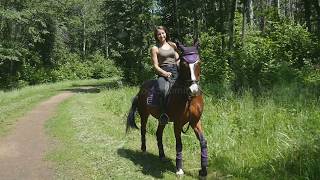 Front view horsewoman and her horse are walking along the road in the forest  Stock video footage [upl. by Ylehsa]