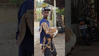 Vgf to kanjikovil goatsales goatfarming goatfarmbusiness ஆடுவளர்ப்பு trending goat [upl. by Ayahsey]