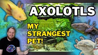 AXOLOTLS All Beginner Questions Answered Tank setup Feeding Tankmates and more [upl. by Kosak]