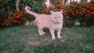 Tabby cat habit lovely  in my house garden lovely cat  tabby cat smart too [upl. by Gavrah]