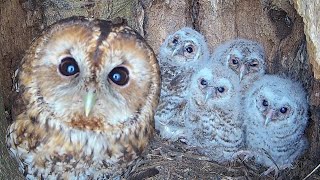 Tawny Owls Bring Up Bumper Brood  Bonnie amp Ozzy  Robert E Fuller [upl. by Kenzie]