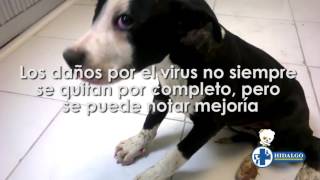 Perro con moquillo nervioso tratado con ACTINMUN NDV [upl. by Ainslee]