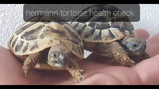 Hermann tortoise health check TurtleTerrapinTortoise [upl. by Hild]