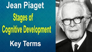 Terms of Cognitive Development Theory  Cognitive Development Stages of Jean Piaget UrduHindi [upl. by Nisen]