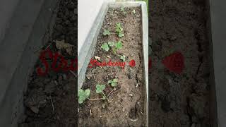 strawberry homegardening trendingplants naturephotography naturelovers newentry [upl. by Giacopo]