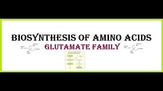 BIOSYNTHESIS OF AMINO ACIDSGlutamate Family [upl. by Saref]