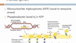 Biology 1 Lecture 17 Transcription and Translation [upl. by Hrutkay]