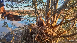 20170206 10h20m Baronessen brings twig Male out Female out [upl. by Anowahs]