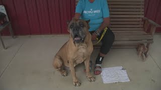 Northeast Ohio animal shelters participating in Clear the Shelters  Multiple Breed Rescue [upl. by Ssegrub]