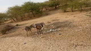 Donkey enjoy trending beautiful youtube viral desert viralvideo donkey [upl. by Fritts216]