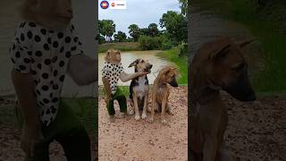 Funny monkey and dog fight 🤣🤣 funny shoets comedy [upl. by Michaeu209]