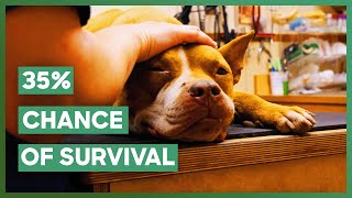 The Team Rescues Pit Bull With Severe Heart Failure  Pit Bulls amp Parolees [upl. by Daven]