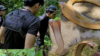 ANG NAG LALAKIHANG COBRA SA ANTIPOLO [upl. by Airod]