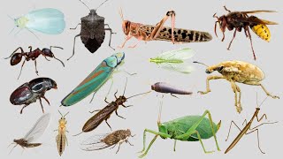 Lets Explore Insects Fun Facts for Kids STICK INSECT  ARMY ANT  HORNET insects learning [upl. by Imit]