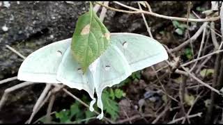 Facts about Luna moth you did not know [upl. by Basil]