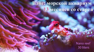 Актиния снова хулиганит отвалился ус Красная мандаринка Влог морской риф 13 месяцев со старта [upl. by Euh322]