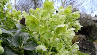 Corsican Hellebore Helleborus argutifolius [upl. by Killen]