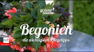 Begonien pflanzen amp pflegen [upl. by Maidy]