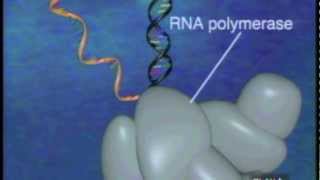 Protein Synthesis [upl. by Del]