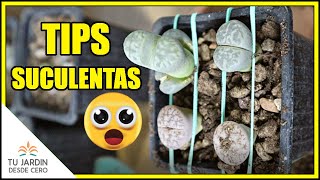 3 TRUCOS para plantas Suculentas  TIPS jardinería 🔶 Píldoras Suculentas en 60s SHORTS [upl. by Desimone]