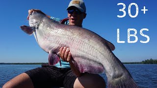 Monster Summer Blue Catfish  Nanticoke River  APS Episode 23 [upl. by Fisken]