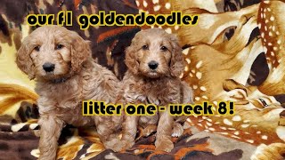 Week 8 F1 Goldendoodle Litter 1 [upl. by Acilgna]