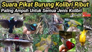 PIKAT BURUNG  SUARA PIKAT BURUNG KOLIBRI RIBUT [upl. by Alodee440]