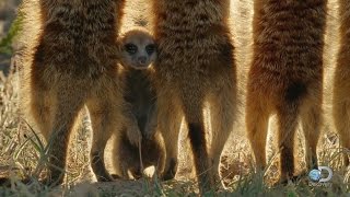 Baby Meerkats Explore the World [upl. by Ijies534]