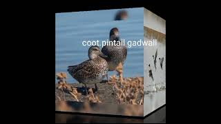 coot gadwall pintail call sound [upl. by Iralam]