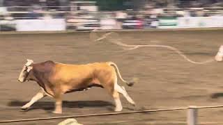 Roscoe Jarboe 825 point bull ride — Poway Rodeo [upl. by Scheer]