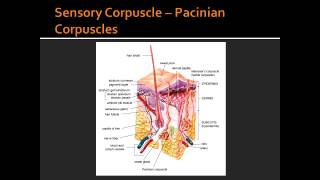 Free nerve endings Merkels Discs Meissners amp Pacinian Corpuscles [upl. by Ullyot]