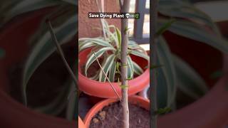 Save Dying Plant🪴 plants care roots dry gardening gardeningtips potting indoorplants ruchs [upl. by Wilburn]