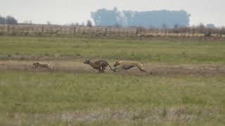 galgos de campo galgos y liebres [upl. by Siduhey]