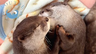 The Otters Diet is Too Cute [upl. by Ane]