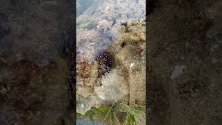 NAGTAGO PA SA BATUHAN viralvideo seafood food [upl. by Dlaregztif]