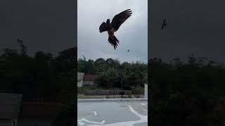 Altan latihan sore freefly parrot parrotlover pets fypシ゚viral viralvideo shorts labubu fyp [upl. by Orlene]