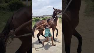 Bangalore race course horse [upl. by Aiouqahs]