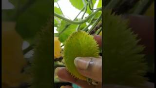 Spiny Gourd Harvesting shorts youtubeshorts shortsvideo [upl. by Yvehc793]