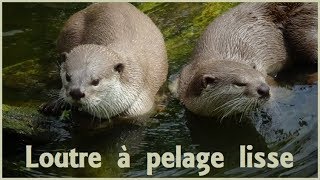 Lutrogale perspicillata  SaintHilaire 1826  Mustelidae  Loutre pelage lisse  052019 [upl. by Lea]